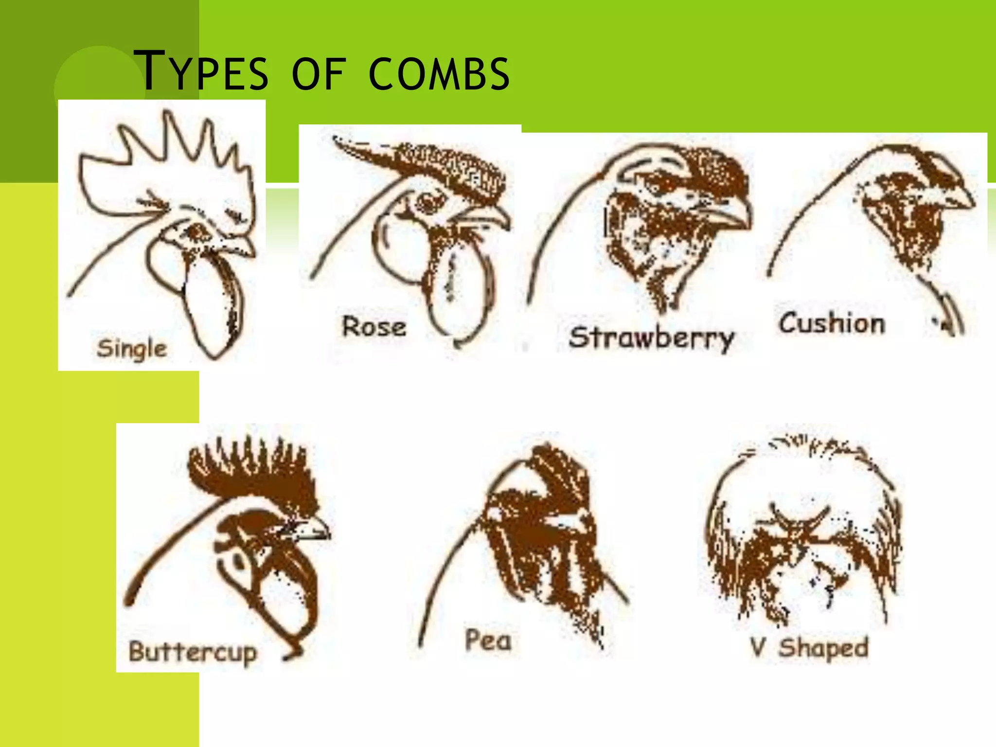 T YPES OF COMBS
 
