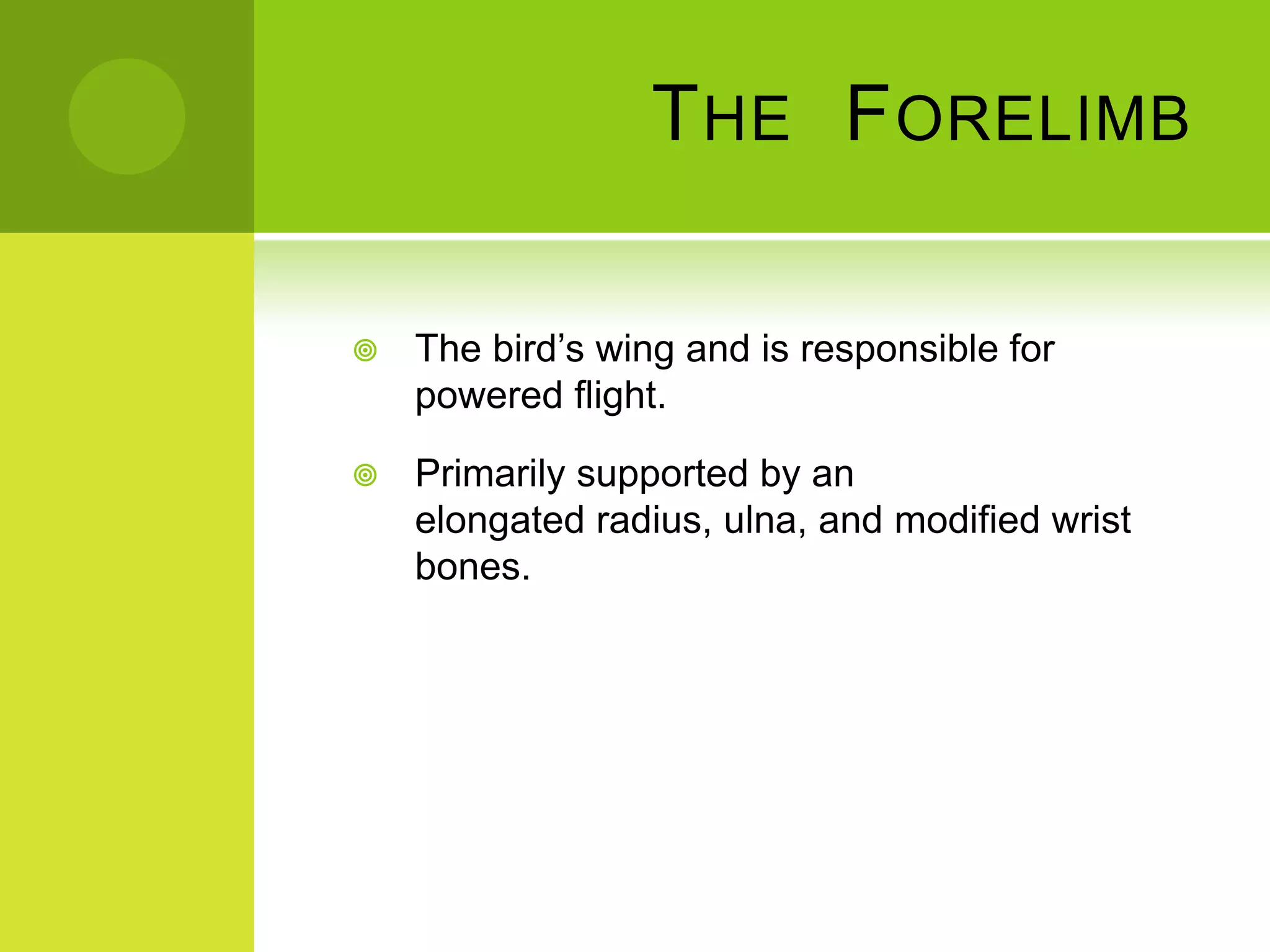 T HE F ORELIMB

   The bird’s wing and is responsible for
    powered flight.

   Primarily supported by an
    elongated radius, ulna, and modified wrist
    bones.
 