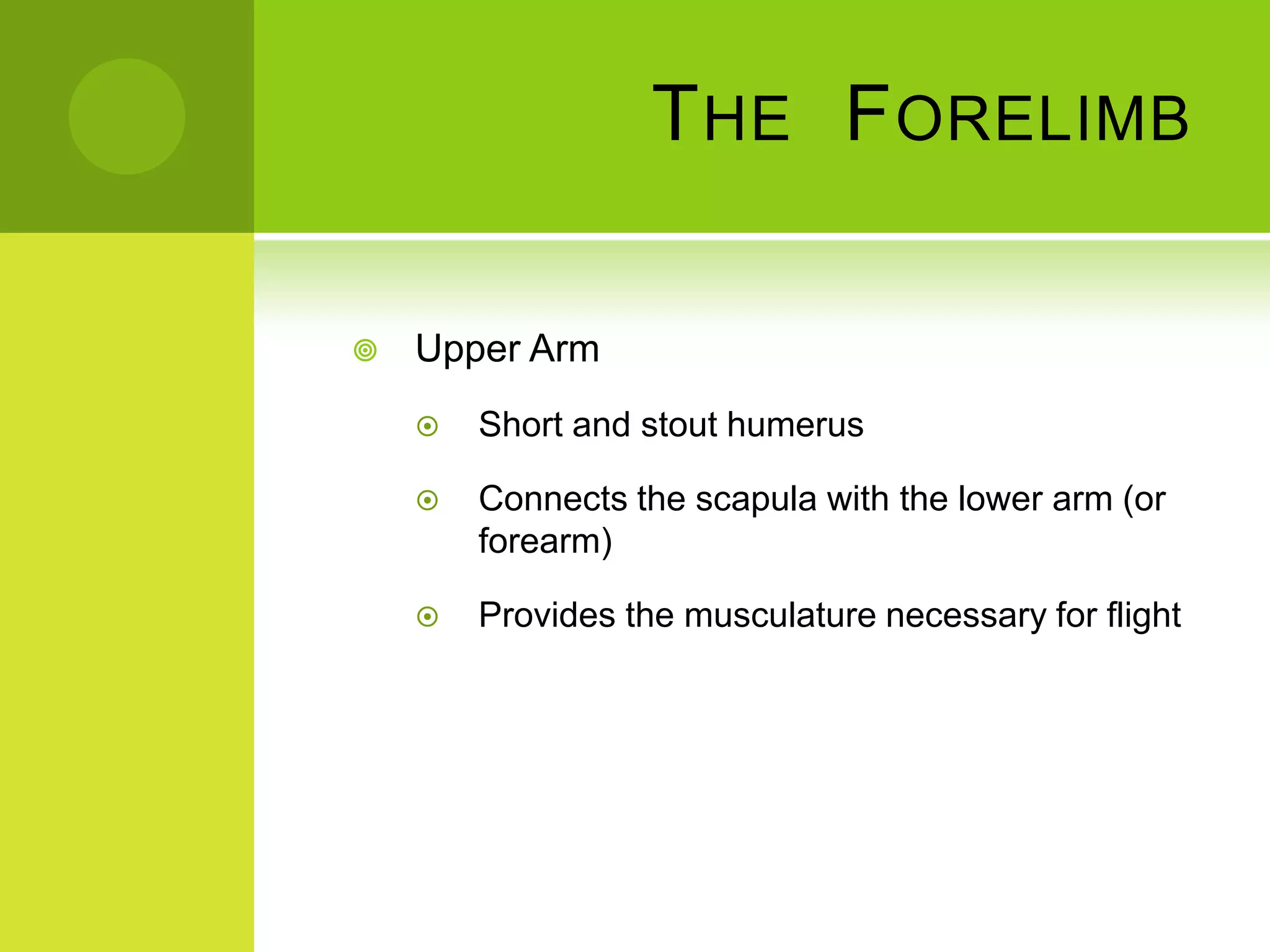 T HE F ORELIMB

   Upper Arm
       Short and stout humerus

       Connects the scapula with the lower arm (or
        forearm)

       Provides the musculature necessary for flight
 
