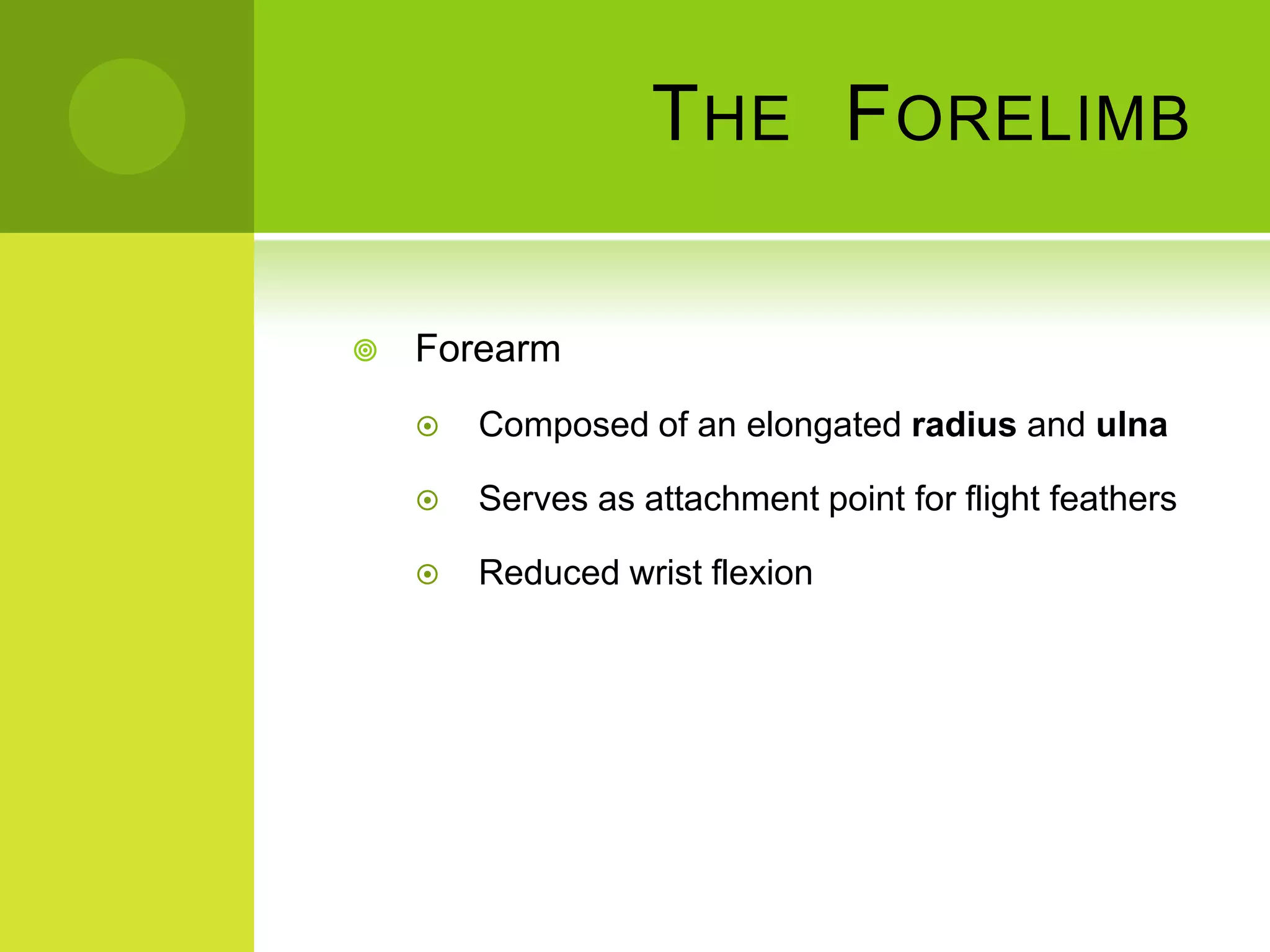 T HE F ORELIMB

   Forearm
       Composed of an elongated radius and ulna

       Serves as attachment point for flight feathers

       Reduced wrist flexion
 