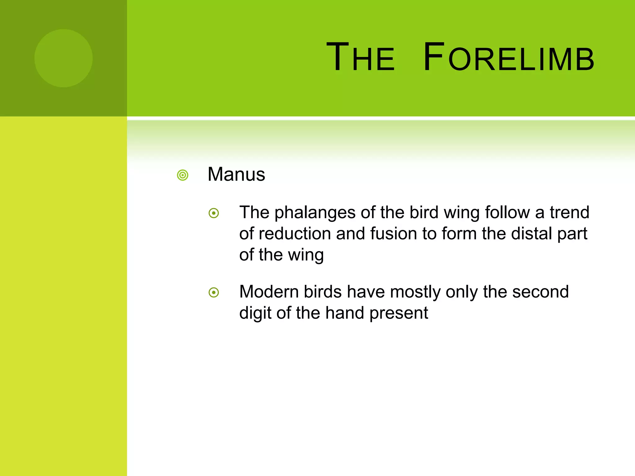 T HE F ORELIMB

   Manus
       The phalanges of the bird wing follow a trend
        of reduction and fusion to form the distal part
        of the wing

       Modern birds have mostly only the second
        digit of the hand present
 