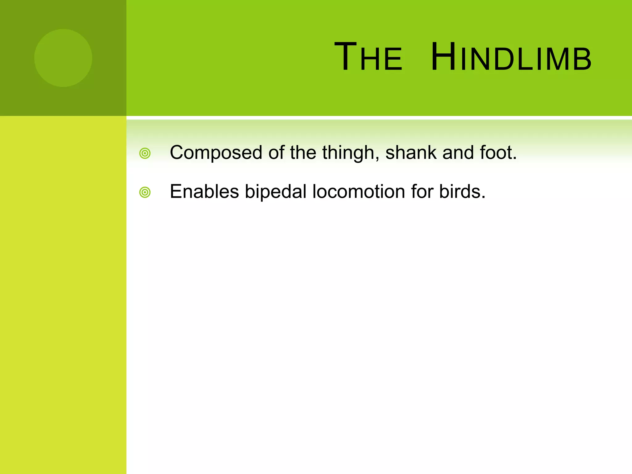 T HE H INDLIMB

   Composed of the thingh, shank and foot.

   Enables bipedal locomotion for birds.
 