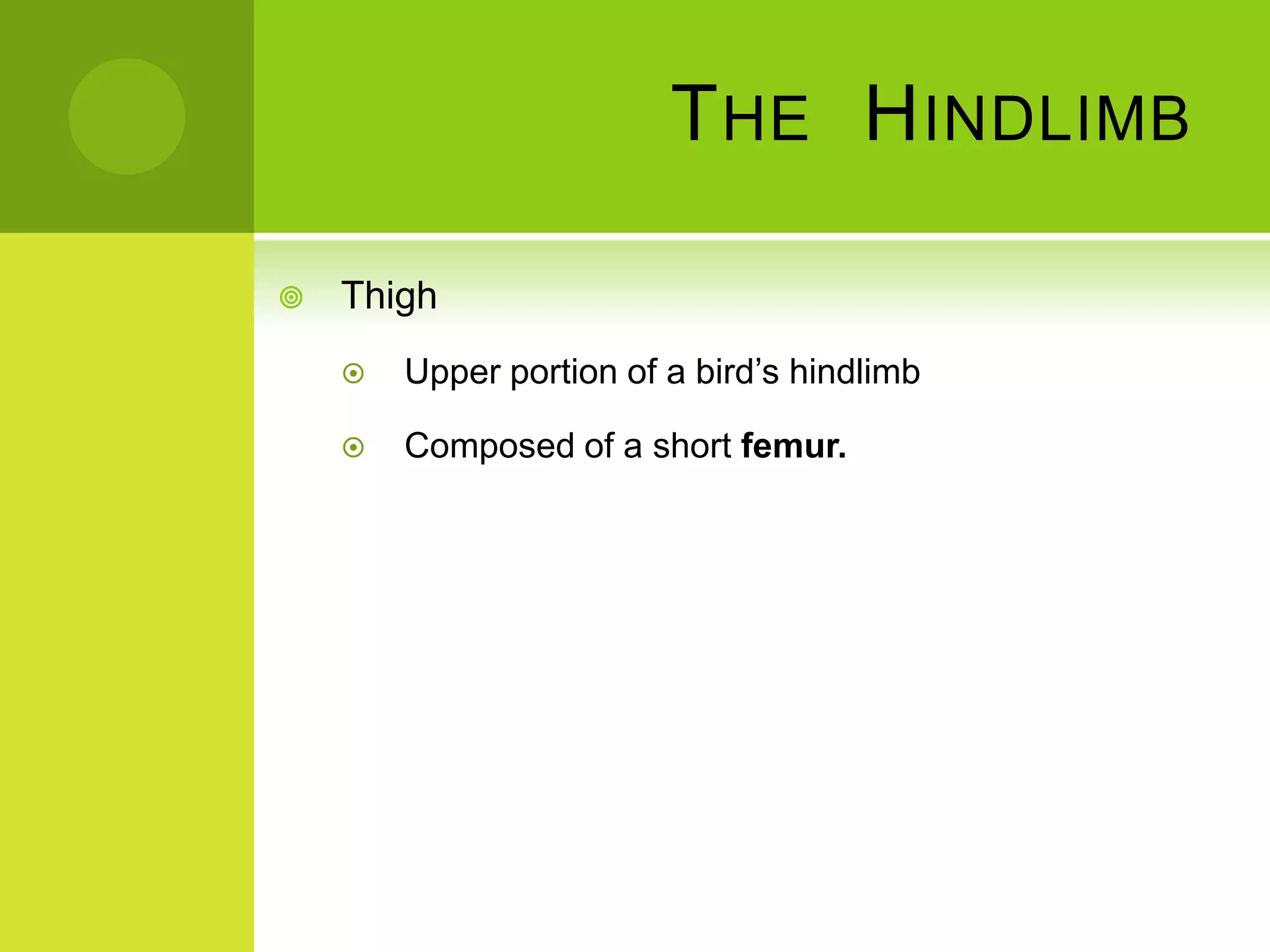 T HE H INDLIMB

   Thigh
       Upper portion of a bird’s hindlimb

       Composed of a short femur.
 