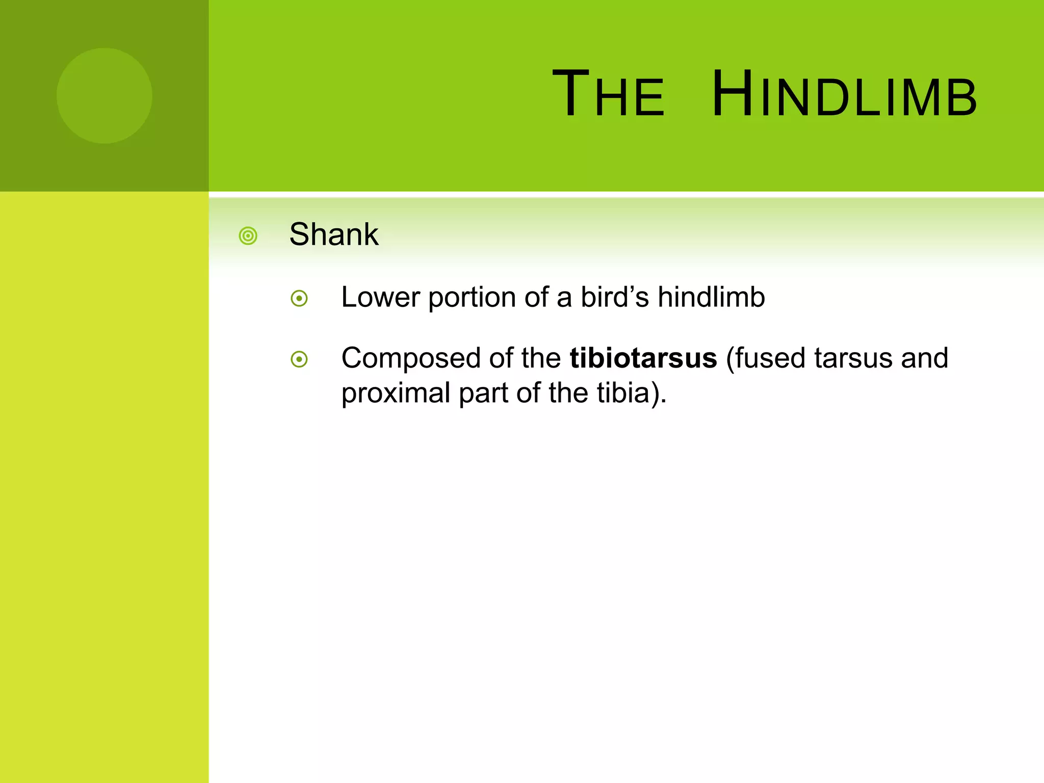 T HE H INDLIMB

   Shank
       Lower portion of a bird’s hindlimb

       Composed of the tibiotarsus (fused tarsus and
        proximal part of the tibia).
 