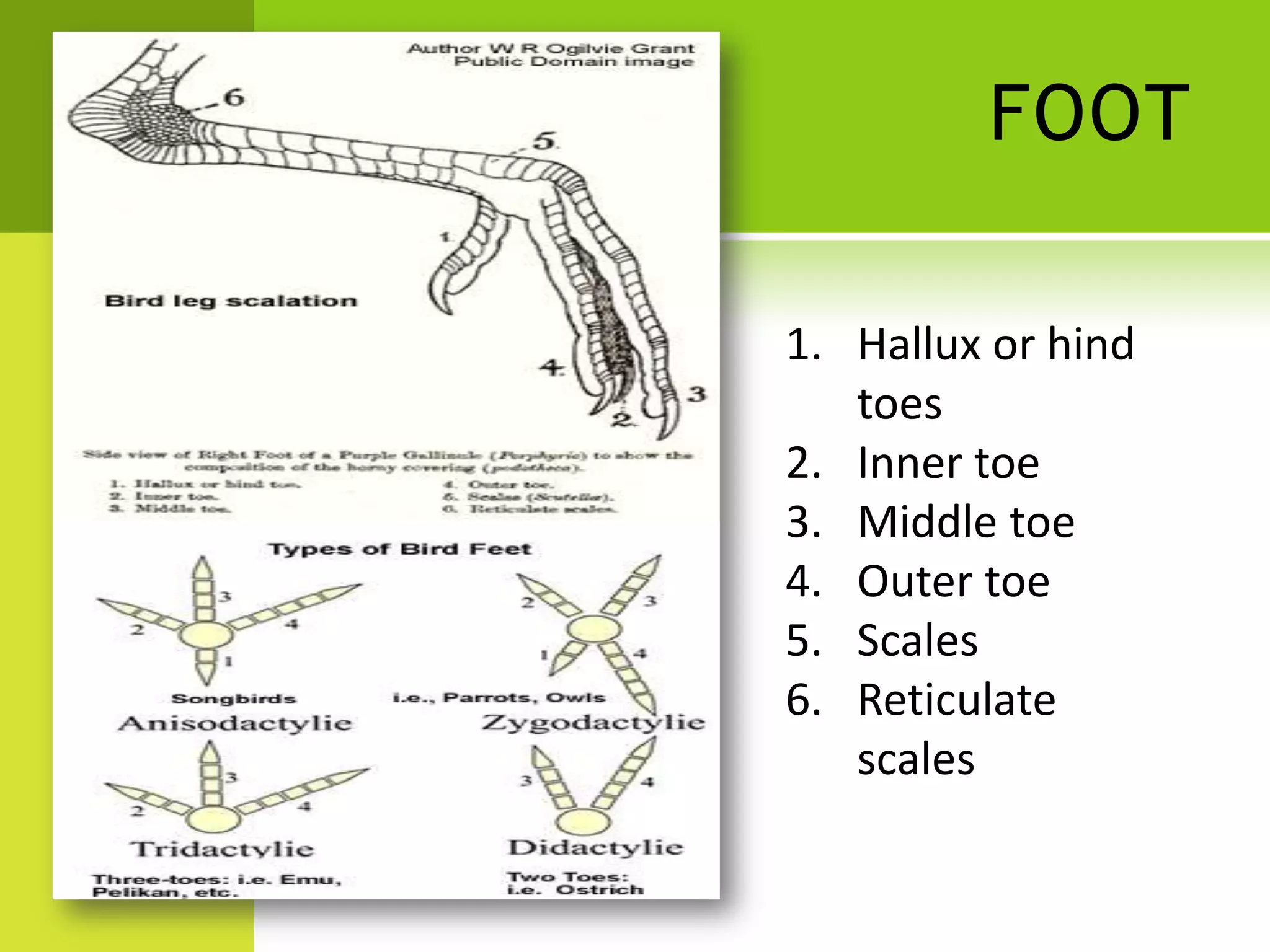 FOOT

1. Hallux or hind
   toes
2. Inner toe
3. Middle toe
4. Outer toe
5. Scales
6. Reticulate
   scales
 