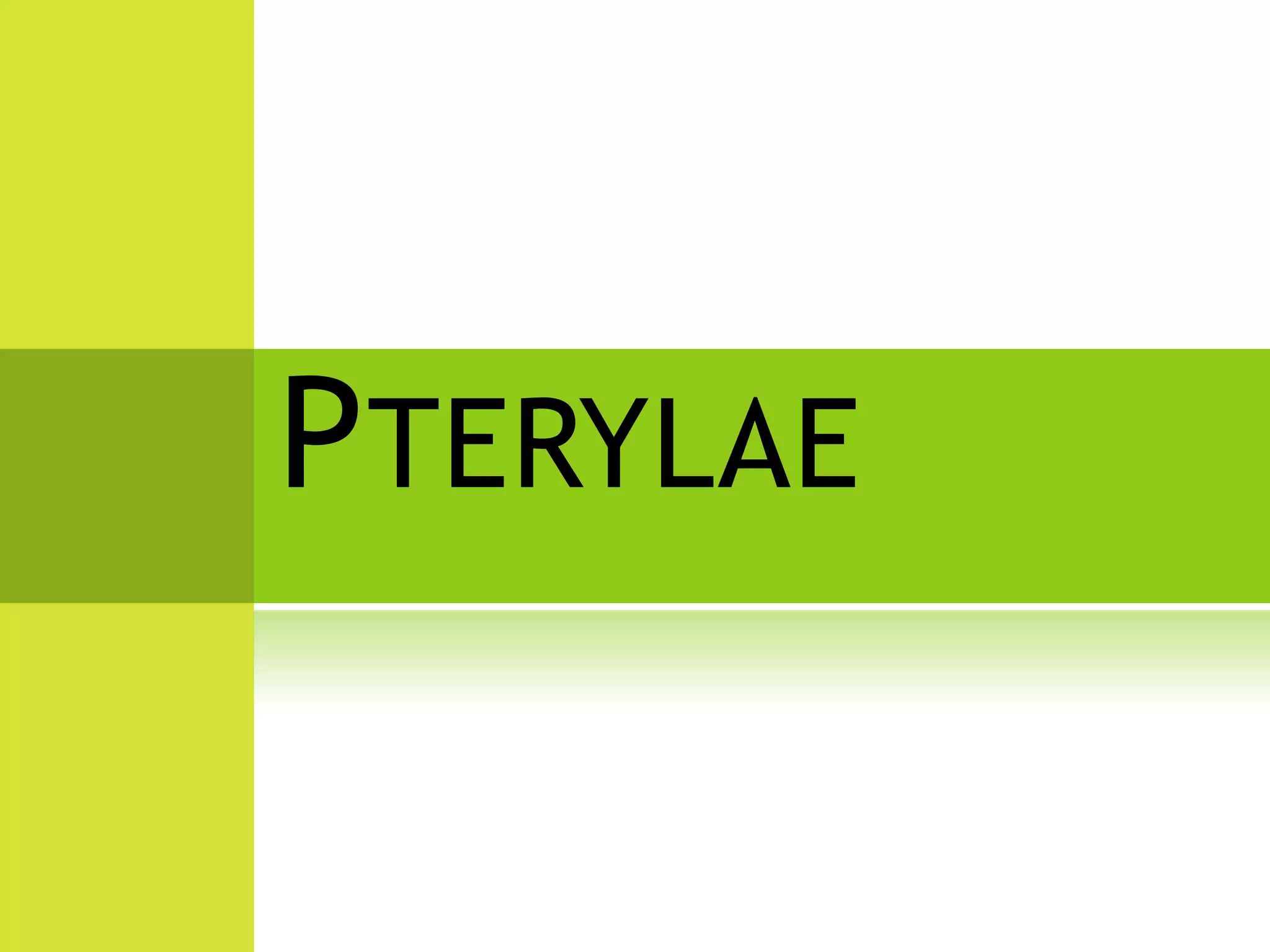PTERYLAE
 