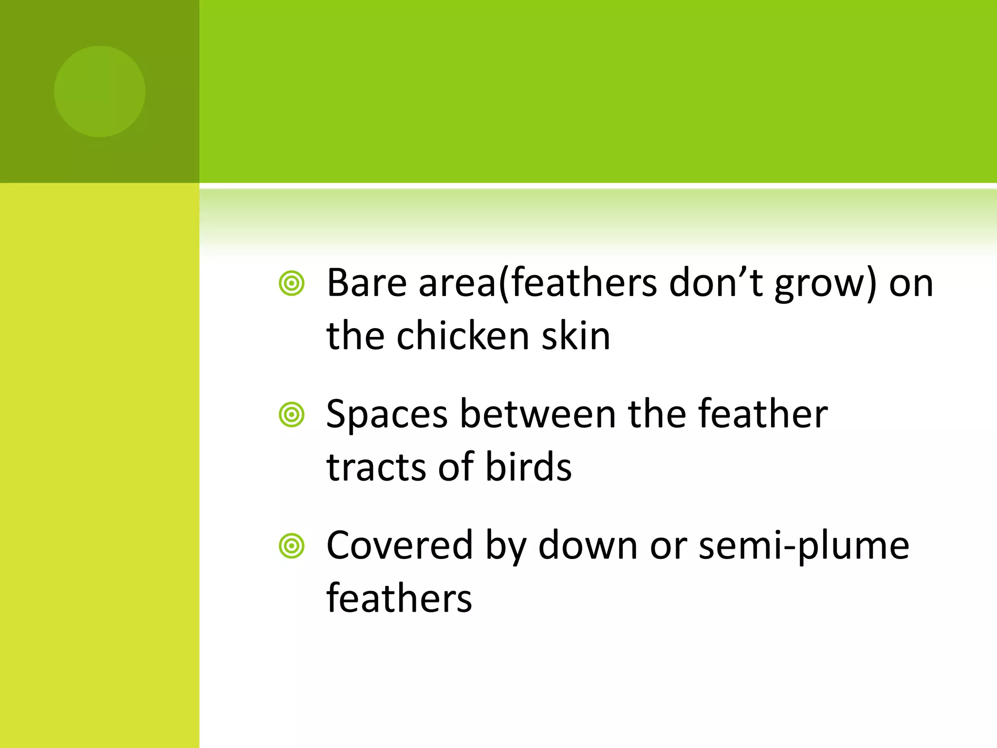    Bare area(feathers don’t grow) on
    the chicken skin
   Spaces between the feather
    tracts of birds
   Covered by down or semi-plume
    feathers
 
