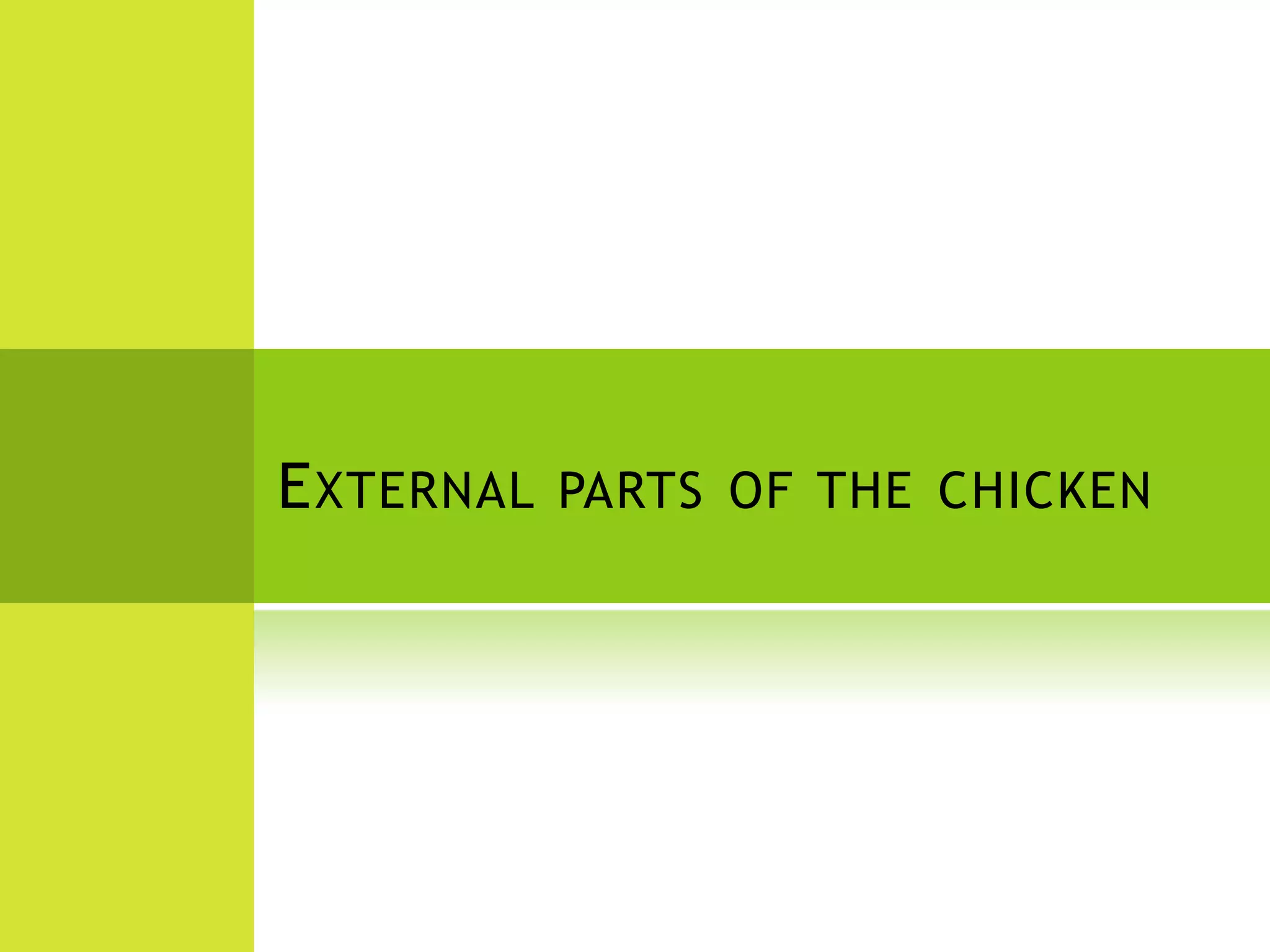 E XTERNAL PARTS OF THE CHICKEN
 