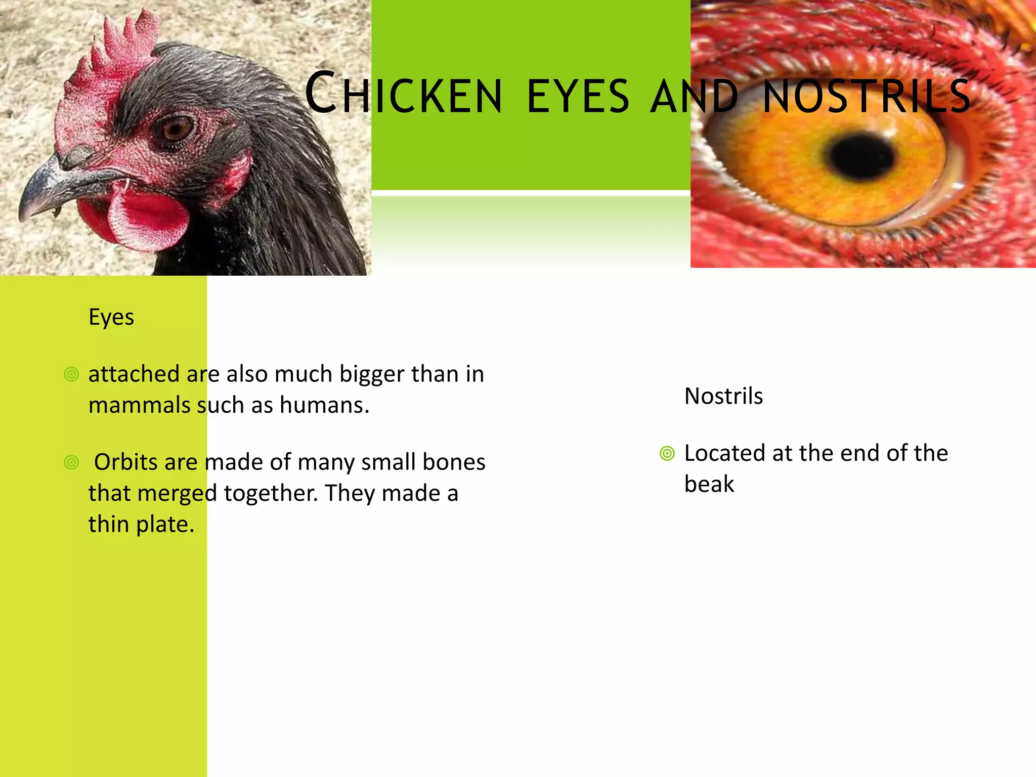 C HICKEN EYES AND NOSTRILS


    Eyes

   attached are also much bigger than in
    mammals such as humans.                     Nostrils

    Orbits are made of many small bones       Located at the end of the
    that merged together. They made a           beak
    thin plate.
 