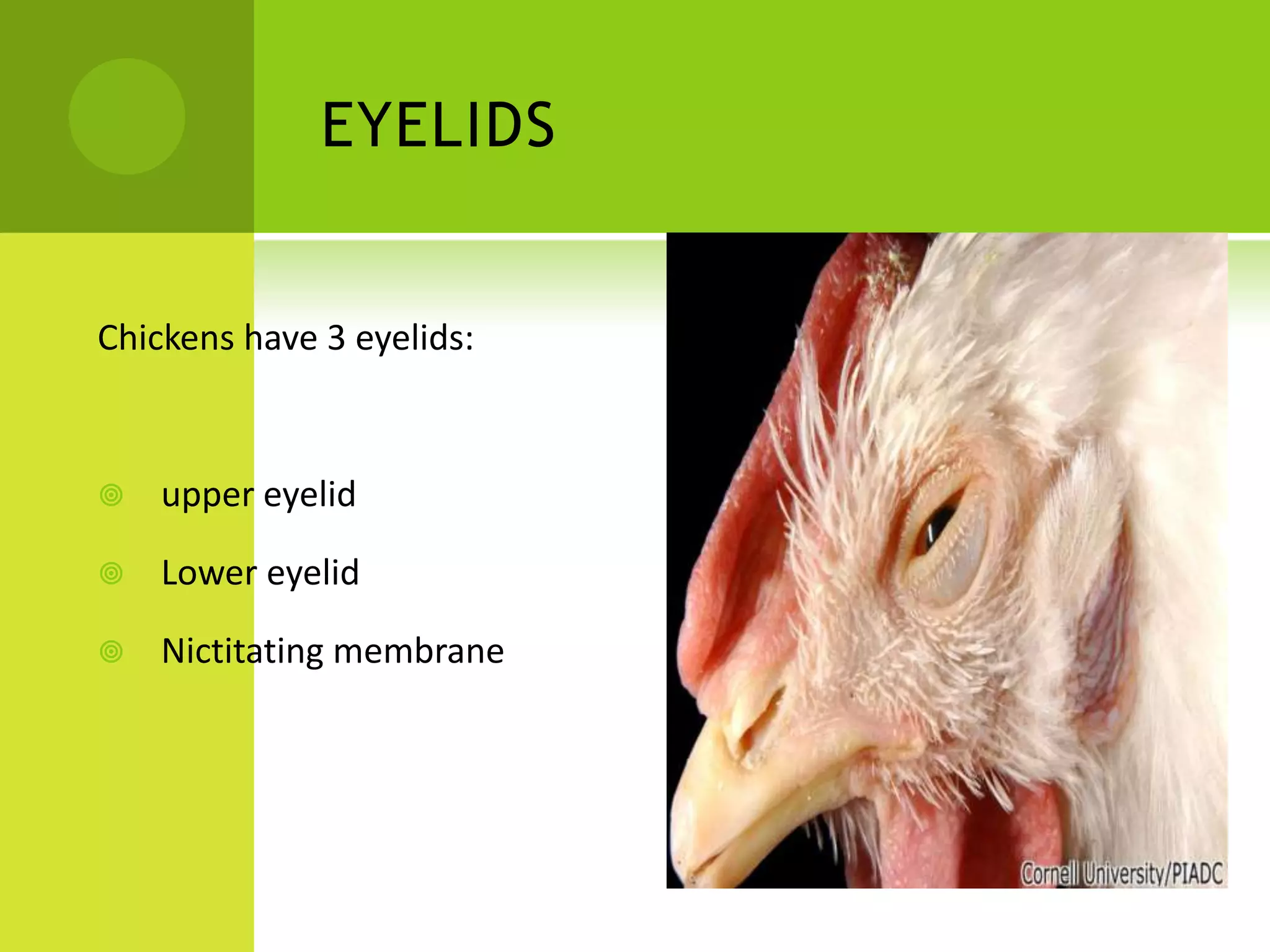 EYELIDS


Chickens have 3 eyelids:



   upper eyelid

   Lower eyelid

   Nictitating membrane
 