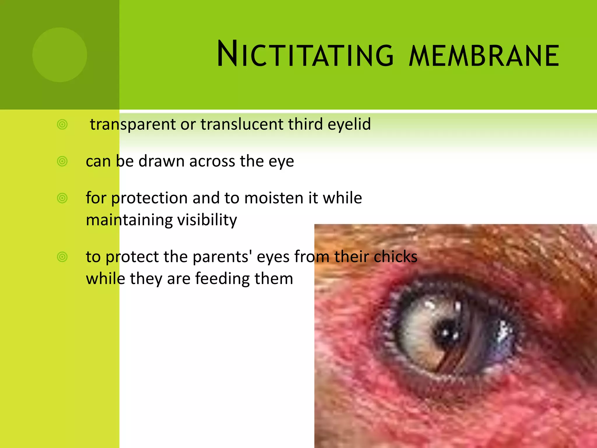 N ICTITATING              MEMBRANE

   transparent or translucent third eyelid

   can be drawn across the eye

   for protection and to moisten it while
    maintaining visibility

   to protect the parents' eyes from their chicks
    while they are feeding them
 