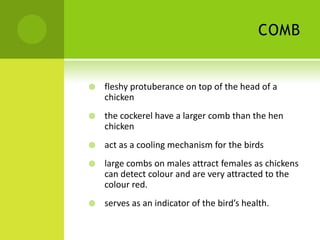 COMB


   fleshy protuberance on top of the head of a
    chicken
   the cockerel have a larger comb than the hen
    chicken
   act as a cooling mechanism for the birds
   large combs on males attract females as chickens
    can detect colour and are very attracted to the
    colour red.
   serves as an indicator of the bird’s health.
 