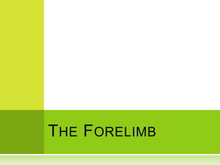T HE F ORELIMB
 