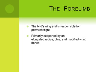 T HE F ORELIMB

   The bird’s wing and is responsible for
    powered flight.

   Primarily supported by an
    elongated radius, ulna, and modified wrist
    bones.
 