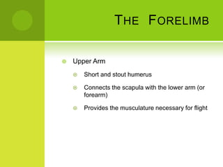 T HE F ORELIMB

   Upper Arm
       Short and stout humerus

       Connects the scapula with the lower arm (or
        forearm)

       Provides the musculature necessary for flight
 