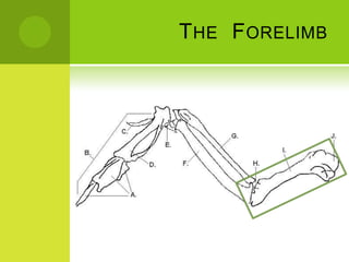 T HE F ORELIMB
 