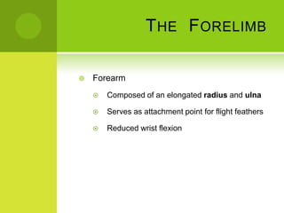 T HE F ORELIMB

   Forearm
       Composed of an elongated radius and ulna

       Serves as attachment point for flight feathers

       Reduced wrist flexion
 