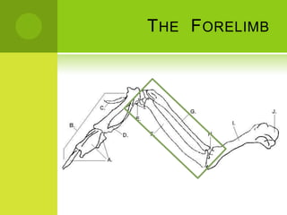 T HE F ORELIMB
 