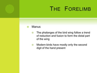 T HE F ORELIMB

   Manus
       The phalanges of the bird wing follow a trend
        of reduction and fusion to form the distal part
        of the wing

       Modern birds have mostly only the second
        digit of the hand present
 