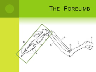 T HE F ORELIMB
 