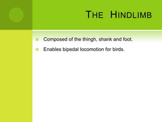 T HE H INDLIMB

   Composed of the thingh, shank and foot.

   Enables bipedal locomotion for birds.
 