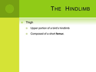 T HE H INDLIMB

   Thigh
       Upper portion of a bird’s hindlimb

       Composed of a short femur.
 