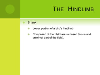 T HE H INDLIMB

   Shank
       Lower portion of a bird’s hindlimb

       Composed of the tibiotarsus (fused tarsus and
        proximal part of the tibia).
 