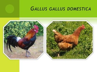 G ALLUS GALLUS DOMESTICA
 