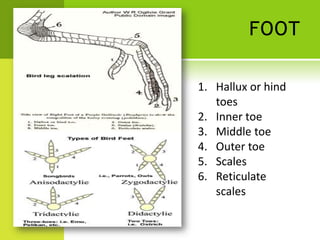 FOOT

1. Hallux or hind
   toes
2. Inner toe
3. Middle toe
4. Outer toe
5. Scales
6. Reticulate
   scales
 