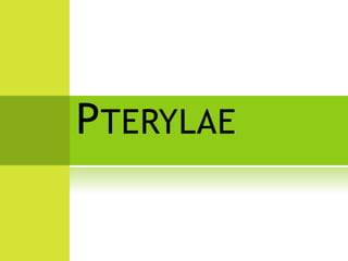 PTERYLAE
 