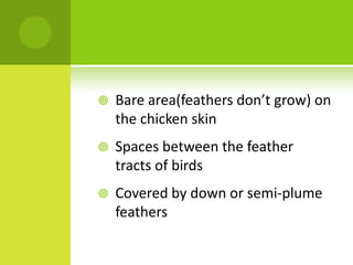    Bare area(feathers don’t grow) on
    the chicken skin
   Spaces between the feather
    tracts of birds
   Covered by down or semi-plume
    feathers
 