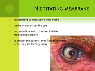 N ICTITATING              MEMBRANE

   transparent or translucent third eyelid

   can be drawn across the eye

   for protection and to moisten it while
    maintaining visibility

   to protect the parents' eyes from their chicks
    while they are feeding them
 