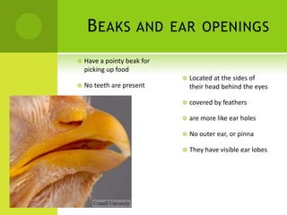 B EAKS          AND EAR OPENINGS

   Have a pointy beak for
    picking up food
                                Located at the sides of
   No teeth are present         their head behind the eyes

                                covered by feathers

                                are more like ear holes

                                No outer ear, or pinna

                                They have visible ear lobes
 