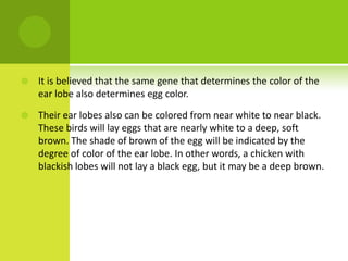    It is believed that the same gene that determines the color of the
    ear lobe also determines egg color.

   Their ear lobes also can be colored from near white to near black.
    These birds will lay eggs that are nearly white to a deep, soft
    brown. The shade of brown of the egg will be indicated by the
    degree of color of the ear lobe. In other words, a chicken with
    blackish lobes will not lay a black egg, but it may be a deep brown.
 