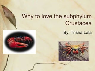 Why to love the subphylum Crustacea By: Trisha Lala 