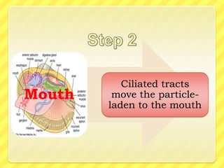 Ciliated tracts
Mouth    move the particle-
        laden to the mouth
 