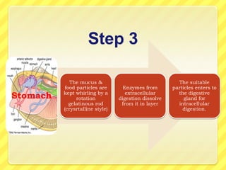 Step 3

             The mucus &                                The suitable
          food particles are       Enzymes from       particles enters to
          kept whirling by a        extracellular       the digestive
Stomach        rotation          digestion dissolve        gland for
            gelatinous rod        from it in layer      intracellular
          (crysrtalline style)                            digestion.
 