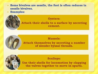 





                      Oysters:
    Attach their shells to a surface by secreting
                      cement.



                      Mussels:
     Attach themselves by secreting a number
             of slender byssal threads.



                      Scallops:
    Use their shells for locomotion by clapping
      the valves together to move in spurts.
 