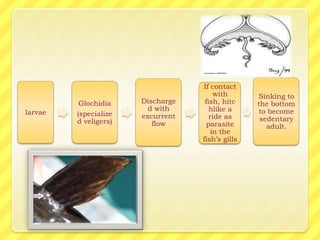 If contact
                                       with       Sinking to
          Glochidia    Discharge    fish, hitc    the bottom
                         d with       hlike a     to become
larvae   (specialize   excurrent      ride as      sedentary
         d veligers)      flow       parasite        adult.
                                      in the
                                   fish’s gills
 