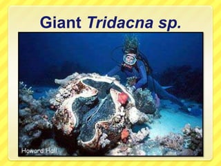 Giant Tridacna sp.
 