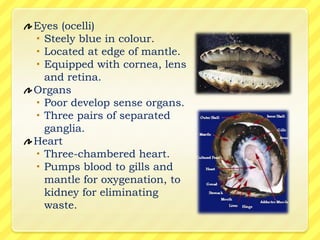 Eyes (ocelli)
 Steely blue in colour.
 Located at edge of mantle.
 Equipped with cornea, lens
  and retina.
Organs
 Poor develop sense organs.
 Three pairs of separated
  ganglia.
Heart
 Three-chambered heart.
 Pumps blood to gills and
  mantle for oxygenation, to
  kidney for eliminating
  waste.
 