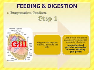 Gland cells and labial
                                palps secrete copiousa


Gill   Oxygen and organic         amounts of mucus
       material direct to the      (entangles food
               gills             particles suspended
                                  in water entering
                                      gills pores)
 