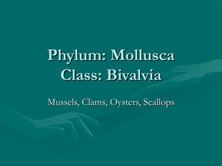 Phylum: MolluscaPhylum: Mollusca
Class: BivalviaClass: Bivalvia
Mussels, Clams, Oysters, ScallopsMussels, Clams, Oysters, Scallops
 