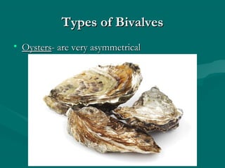 Types of BivalvesTypes of Bivalves
• OystersOysters- are very asymmetrical- are very asymmetrical
 