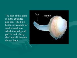 foot
The foot of this clam
is in the extended
position. The tip is
bent as it searches for
sand or mud into
which it can dig and
pull its entire body,
shell and all, beneath
the sea floor.
mantle
 