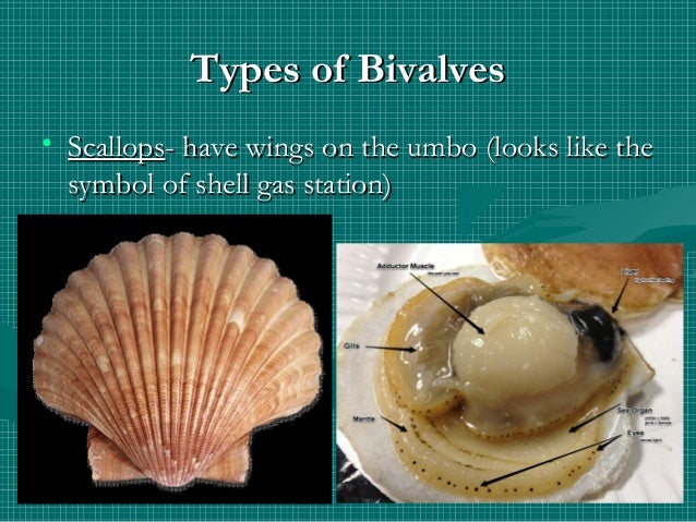 class bivalvia notes