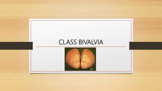 CLASS BIVALVIA
 