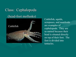 Class: CephalopodaClass: Cephalopoda
(head-foot mollusks)(head-foot mollusks)
Cuttlefish, squids,
octopuses, and nautiloids
are examples of
cephalopods. They are
so named because their
head is situated directly
on top of their foot. The
foot is divided into
tentacles.
Cuttlefish
 