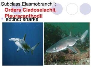 Subclass Elasmobranchii:

Orders Cladoselachii,
Pleuracanthodii


extinct sharks

 