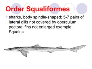 Order Squaliformes
 sharks,

body spindle-shaped; 5-7 pairs of
lateral gills not covered by operculum,
pectoral fins not enlarged example:
Squalus

 